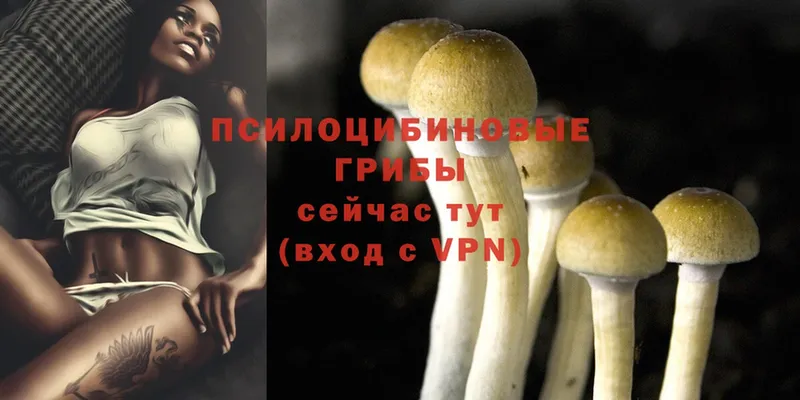 Псилоцибиновые грибы MAGIC MUSHROOMS  Таруса 